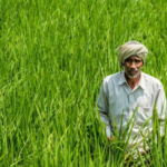 इस माह के प्रमुख कृषि कार्य