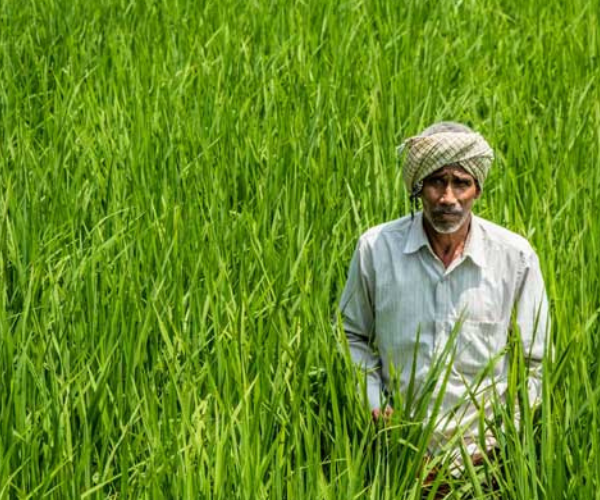 इस माह के प्रमुख कृषि कार्य